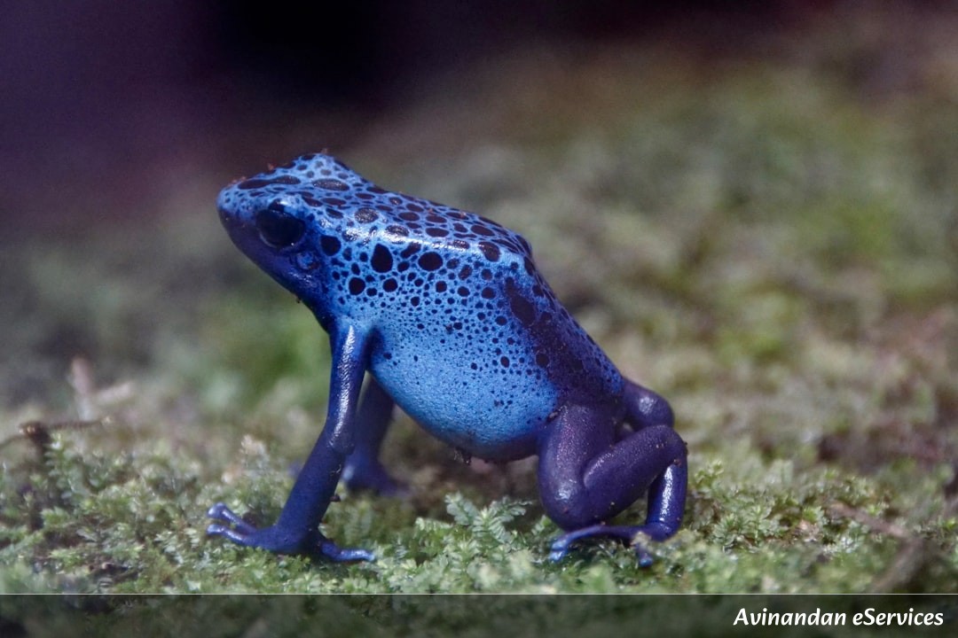 How Can a Frog Turn Into an Ice Cube and Live?: A Science Chat with Rohan and Saanvi