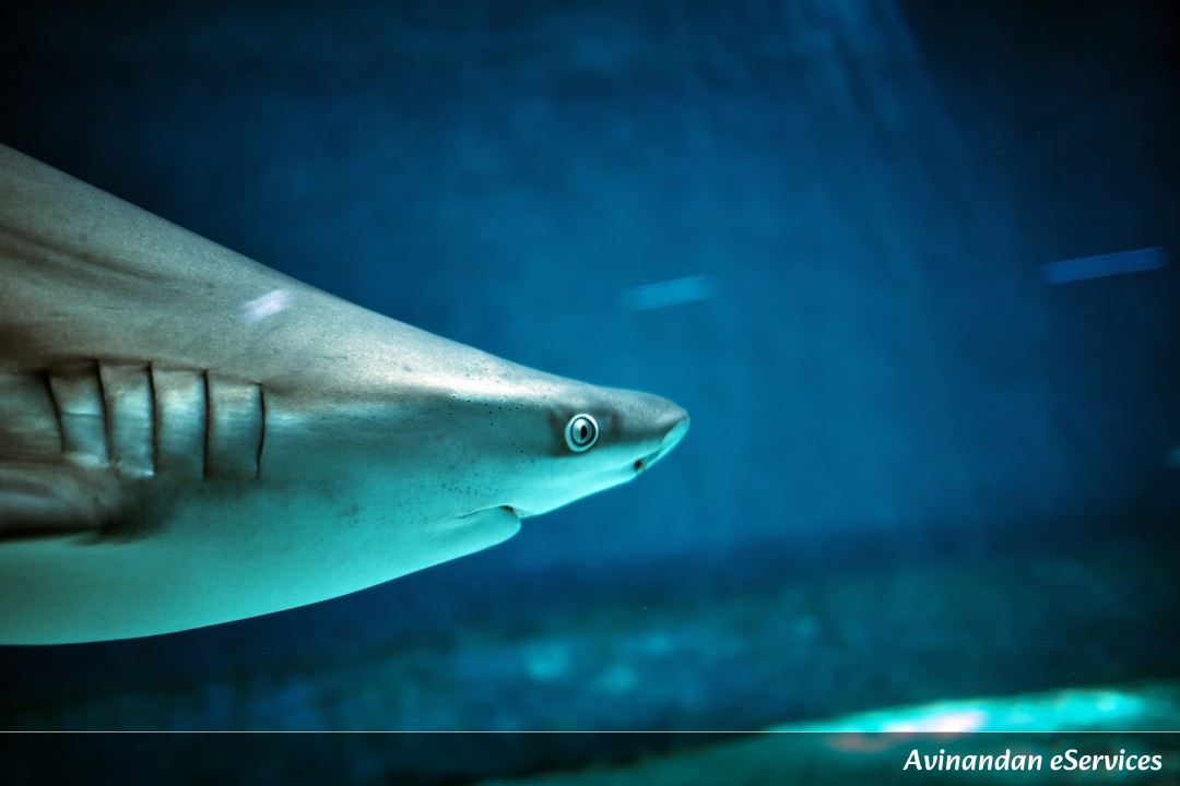 How Can a Shark Be Older Than a Tree?: A Science Chat with Kabir and Mira