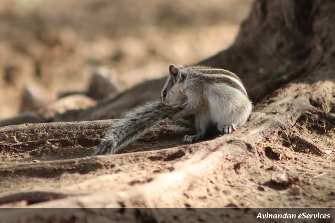 How Can a Tiny Mouse Survive Without Ever Drinking Water?: Arjun and Ananya Dive into Desert Science!