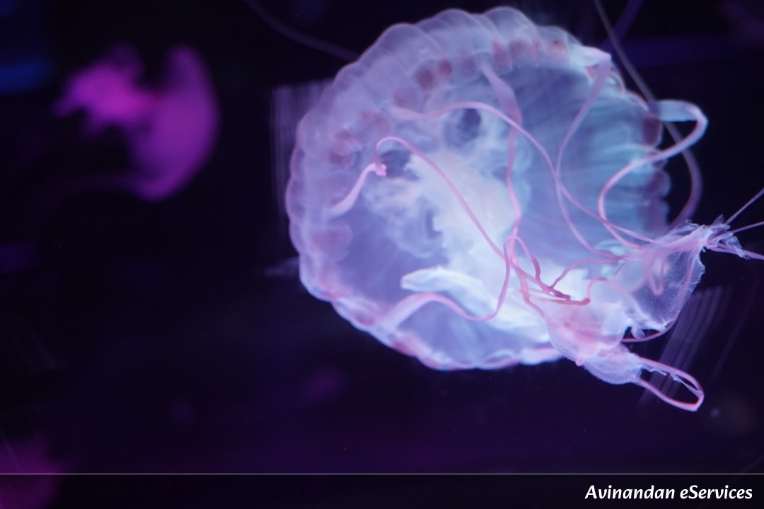RRB NTPC & Group D Biology: Master the Human Nervous System – Brain, Spinal Cord & Nerves Explained