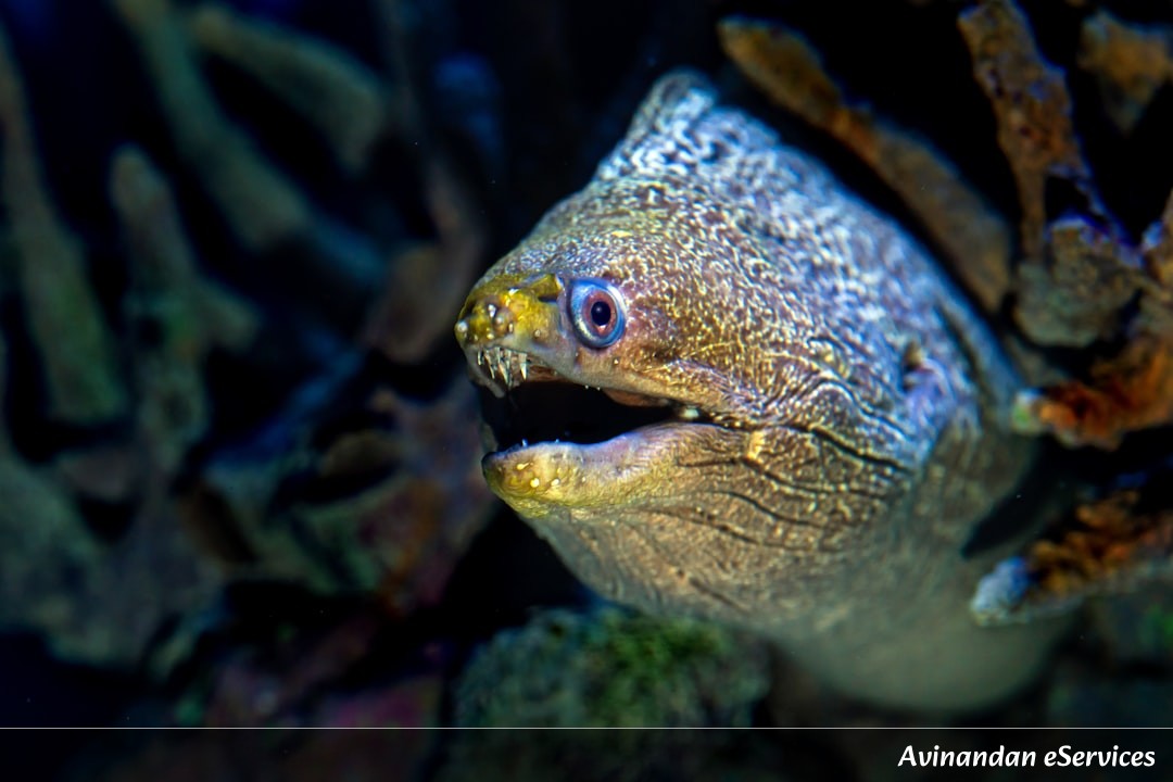 How Can a Platypus Hunt with Its Eyes Closed?: A Science Chat with Aarav and Saanvi