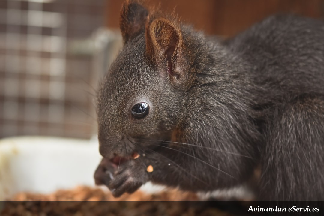Why Do Wombats Have Cube-Shaped Poop?: Kabir and Priya Find Out!