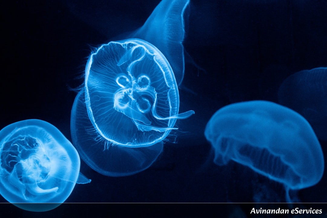 How Can an Octopus Have Three Hearts and Nine Brains?: A Science Chat with Aarav and Priya