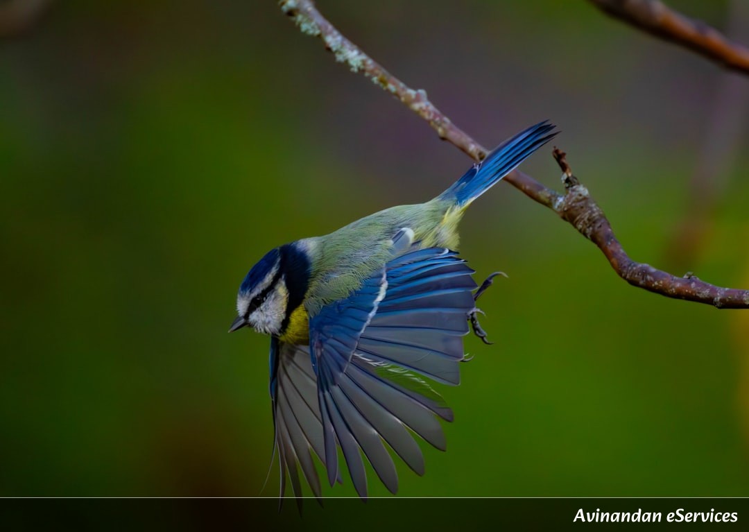 How Can a Bird 'See' the Earth's Magnetic Field?: Rohan and Isha Explore the Secrets of Migration!