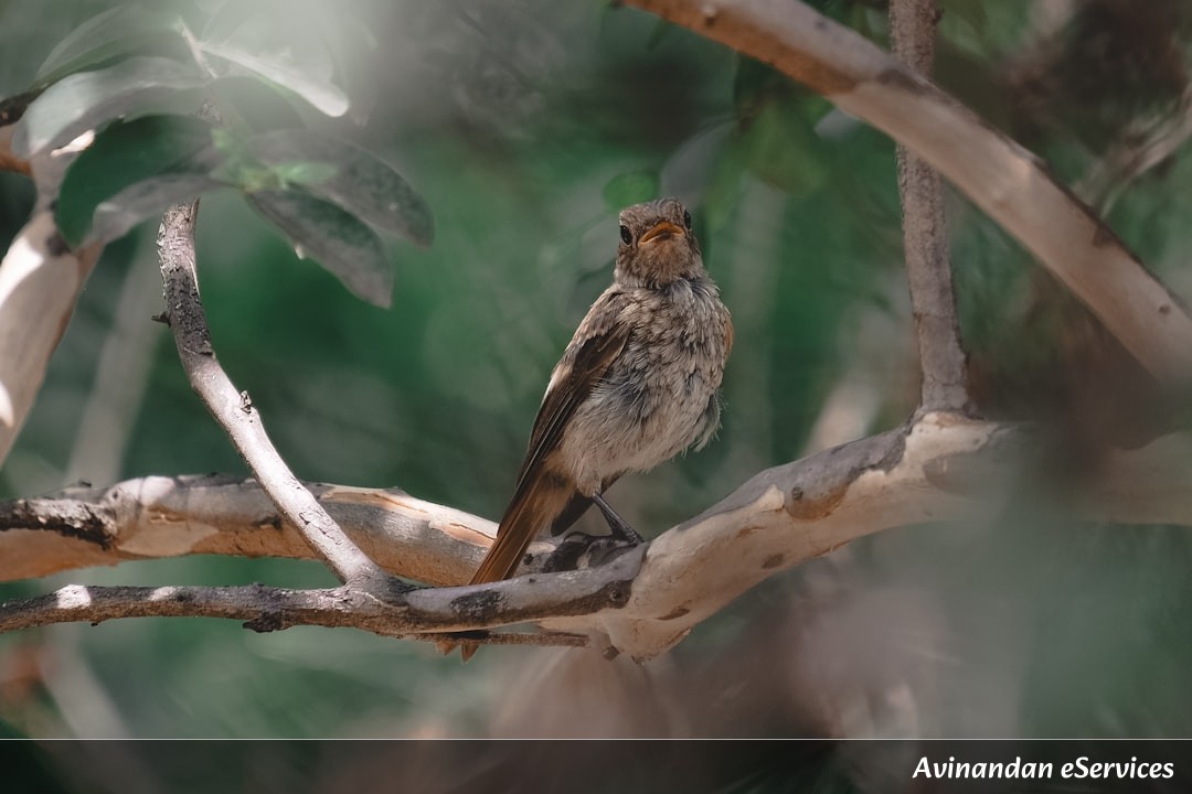 How Can a Wild Bird Talk to Humans?: Aarav and Saanvi Explore a Sweet Partnership!