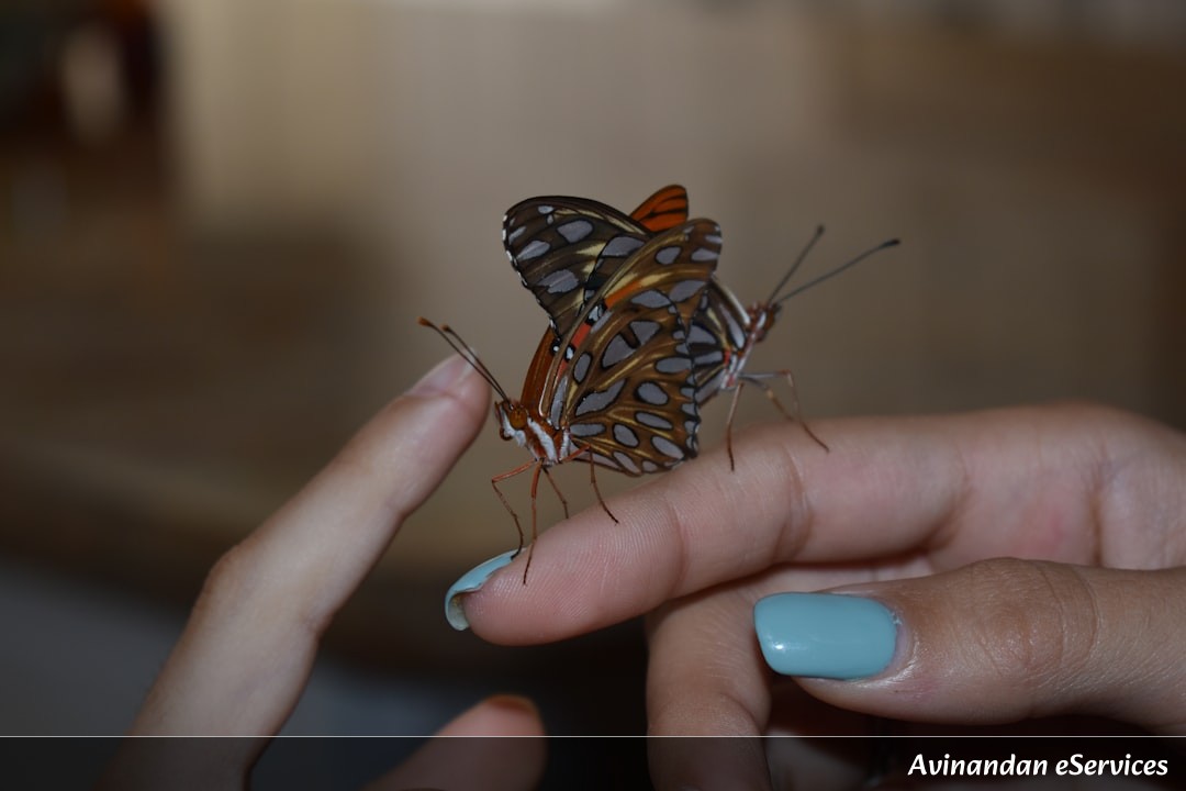 How Can a Butterfly Remember Its Life as a Caterpillar?: Kabir and Priya Explore Metamorphosis!