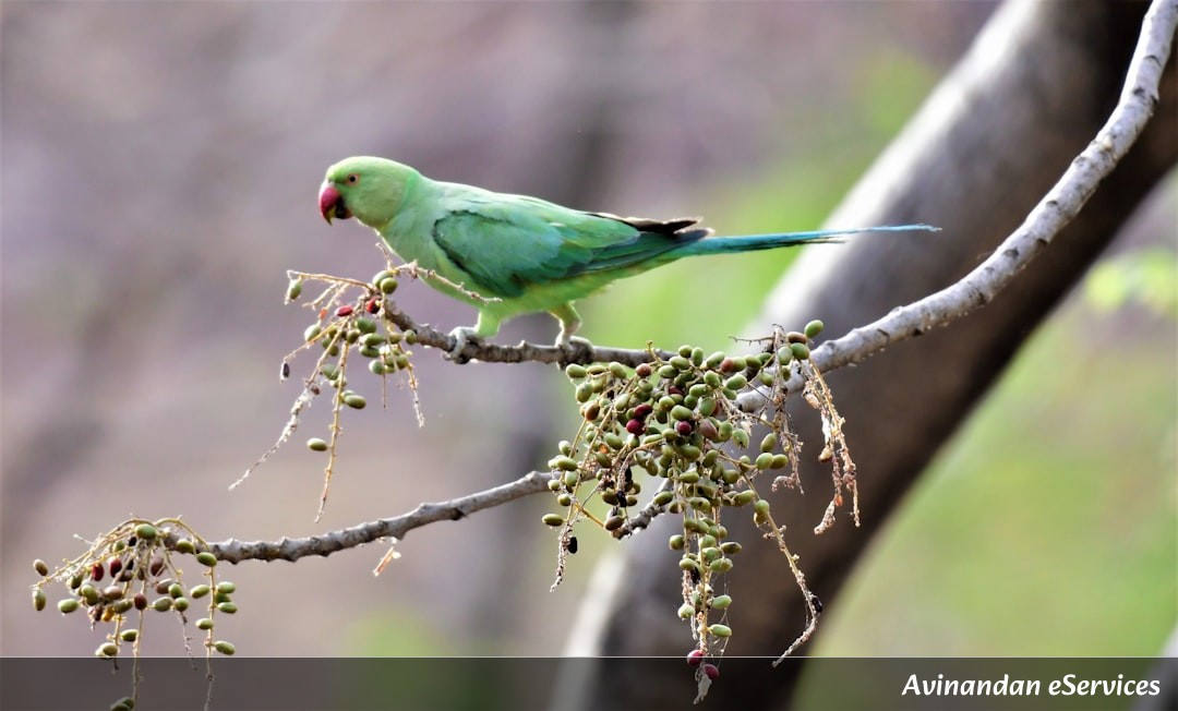 How Can a Bird Grow a New Brain Every Spring?: A Science Chat with Aarav and Saanvi