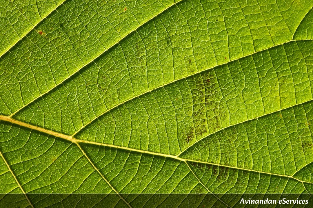 How Can a Single Plant Mimic All Its Neighbors?: A Science Chat with Rohan and Priya