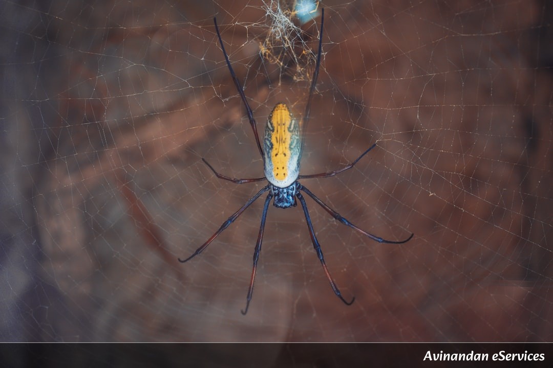How Can a Spider Live Underwater in a Bubble?: A Science Chat with Samir and Priya