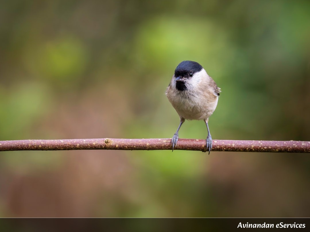How Can a Tiny Bird Sew Its Own Nest Like a Tailor?: A Science Chat with Aarav and Mira