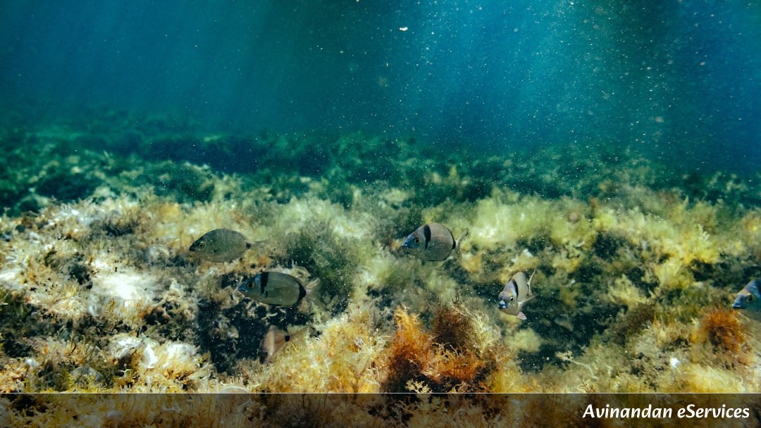 How Can a Sea Cucumber Breathe Through Its Bottom?: A Science Chat with Vikram and Saanvi