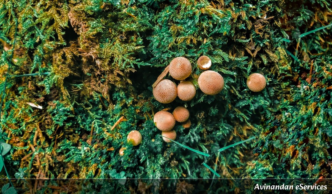 How Can a Fungus Be the Largest Living Thing on Earth?: Aarav and Mira Find Out!
