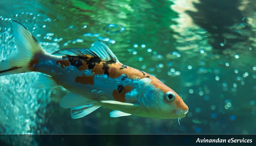How Can an Archerfish Shoot Water Like a Sniper?: A Science Chat with Kabir and Ananya