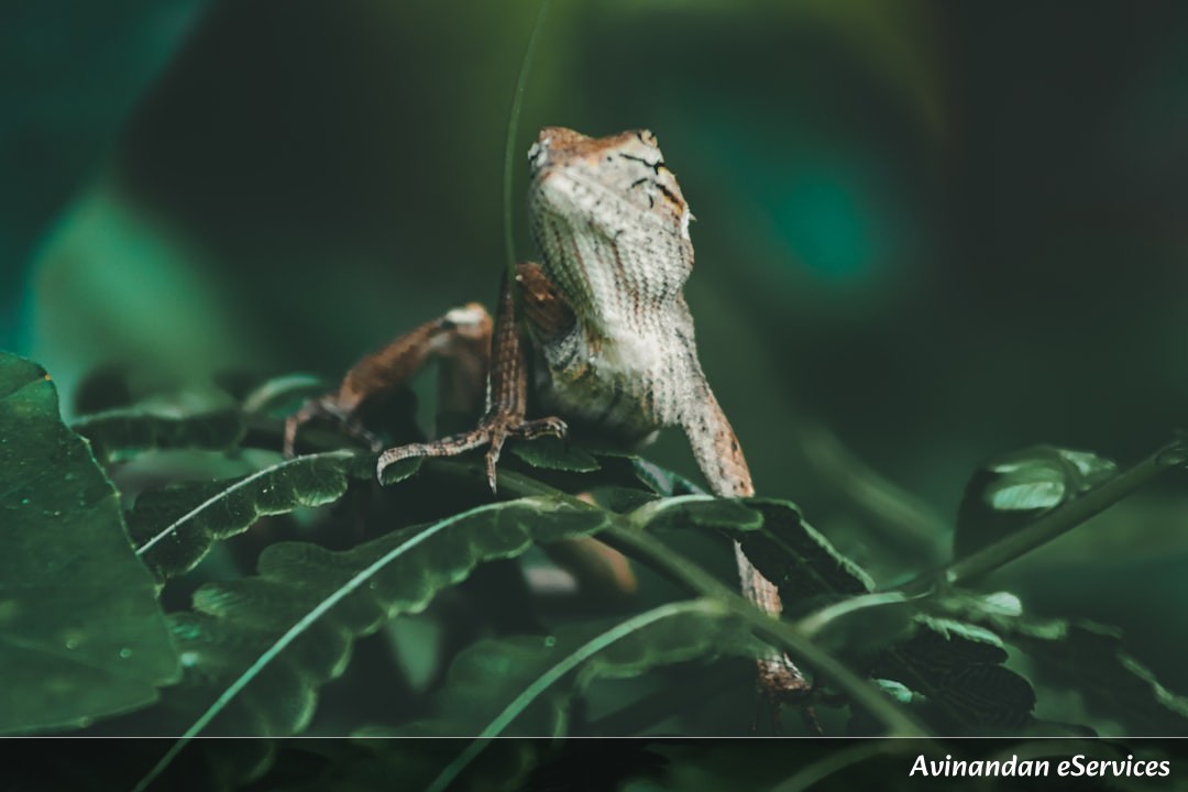 How Can a Frog Make Its Own Blood Disappear?: A Science Chat with Rohan and Isha