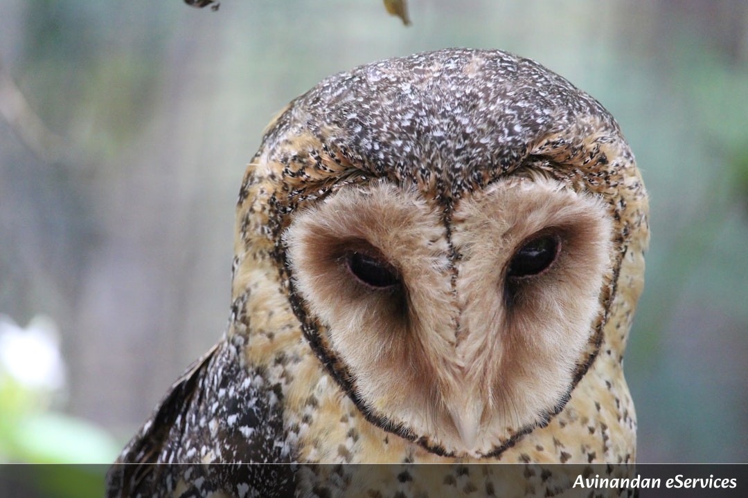 How Can an Owl Fly Silently?: Samir and Isha Uncover the Secret!