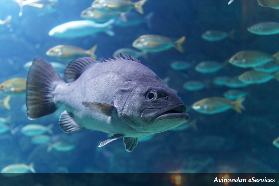 How Can a Fish Make a Sleeping Bag Out of Snot?: Kabir and Priya’s Deep Sea Discovery!