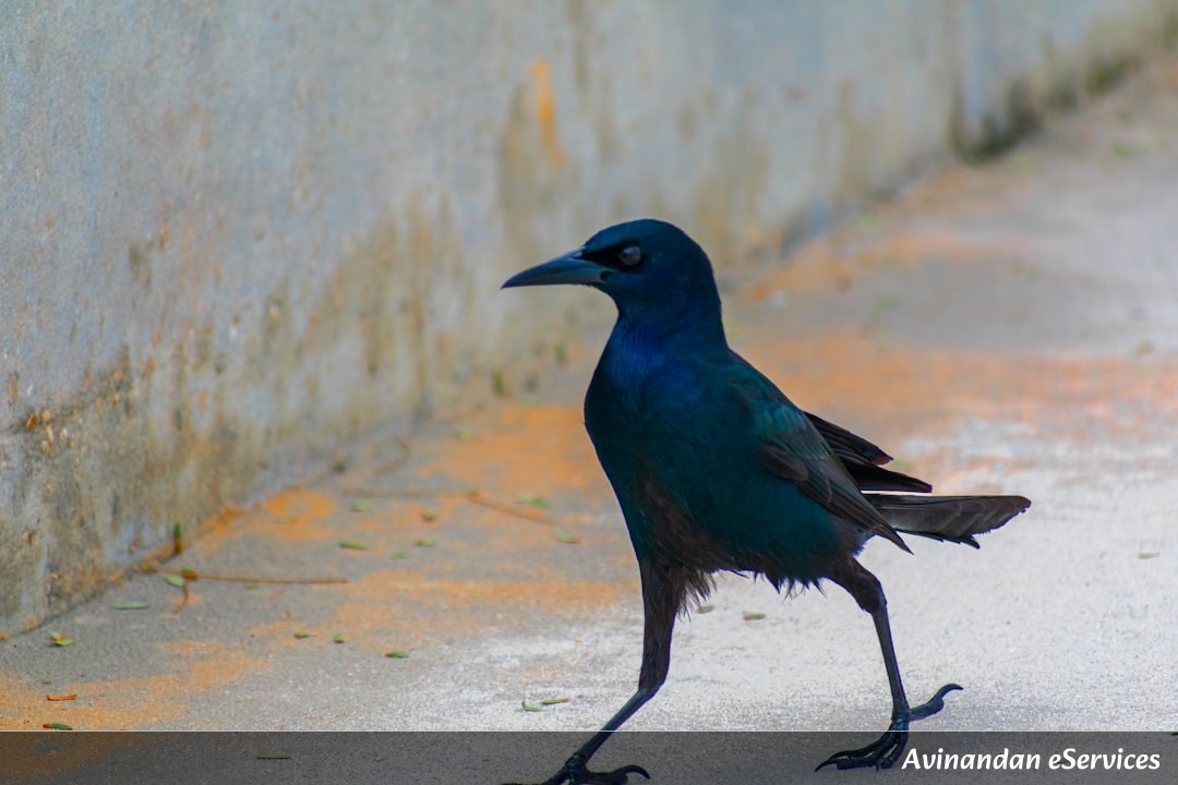 How Can a Bird Lie to Steal Its Lunch?: A Science Chat with Arjun and Mira