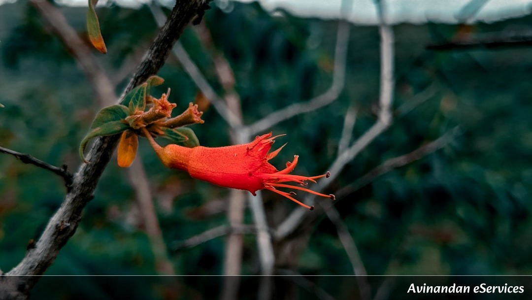 How Can a Bird Use Fire to Hunt?: A Science Chat with Arjun and Ananya