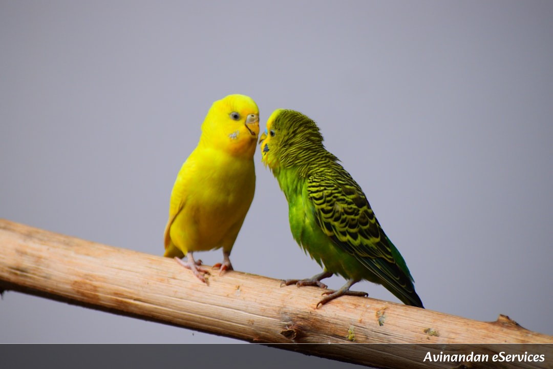 How Can a Bird Use Optical Illusions to Find a Mate?: A Science Chat with Rohan and Ananya
