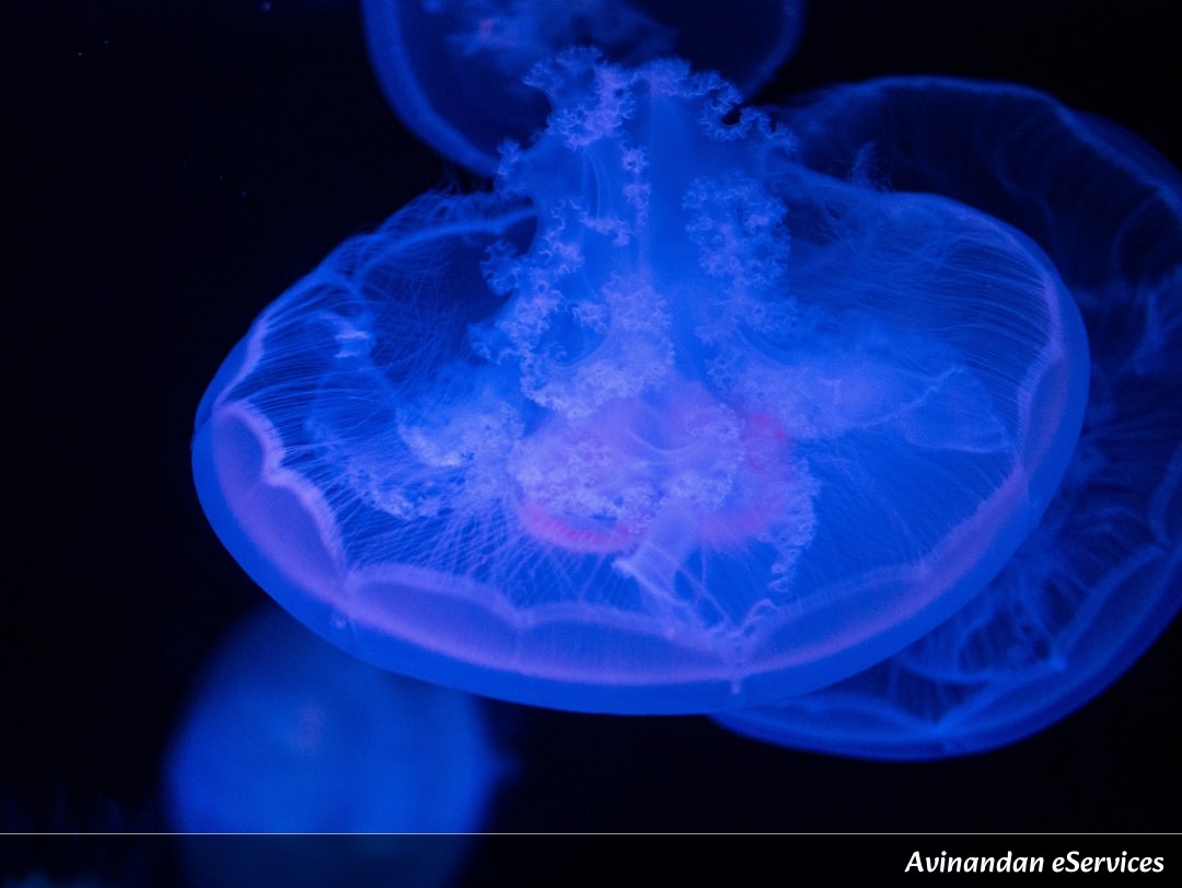 How Can a Jellyfish Live Forever?: A Science Chat with Rohan and Isha
