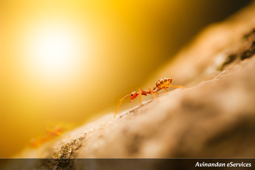 How Can a Tiny Ant Count Its Steps?: A Science Chat with Vikram and Ananya