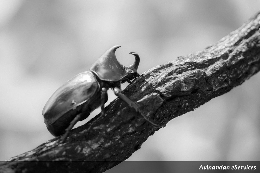 How Can a Beetle Catch Water Out of Thin Air?: A Science Chat with Arjun and Isha