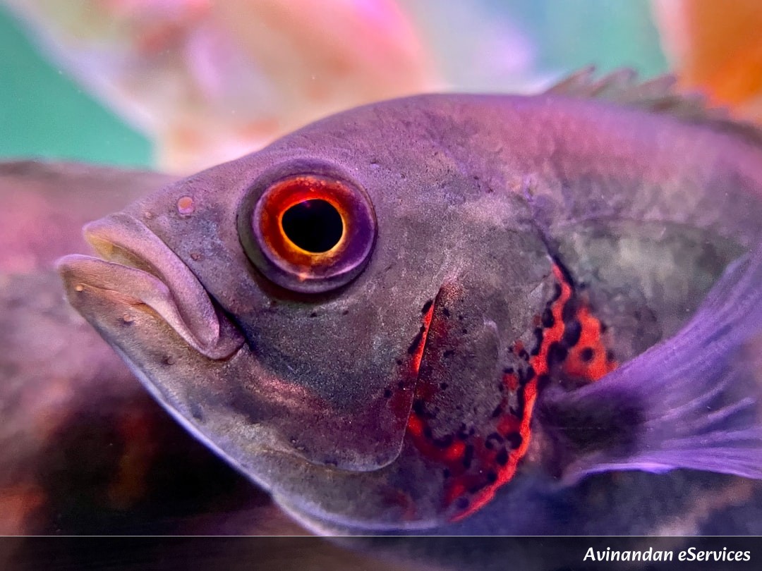 How Can a Fish Have a See-Through Head?: Vikram and Saanvi Peek Inside!