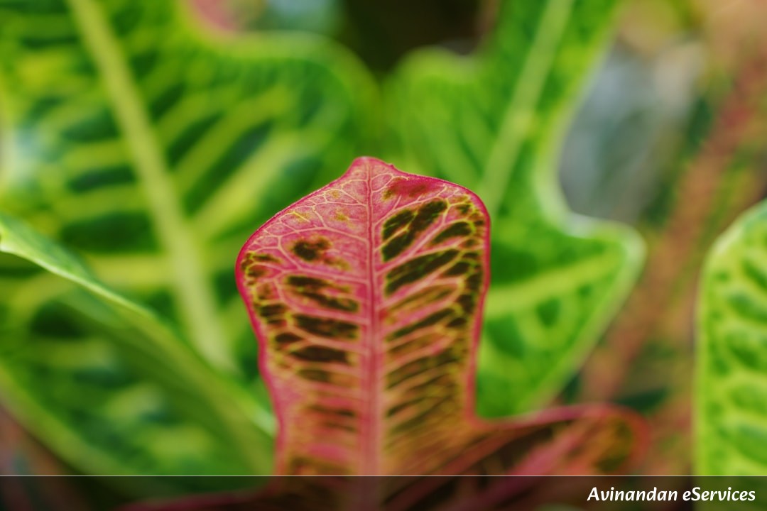 RRB NTPC & Group D Biology: Master Plant Tissues – Classification, Functions & Solved Questions