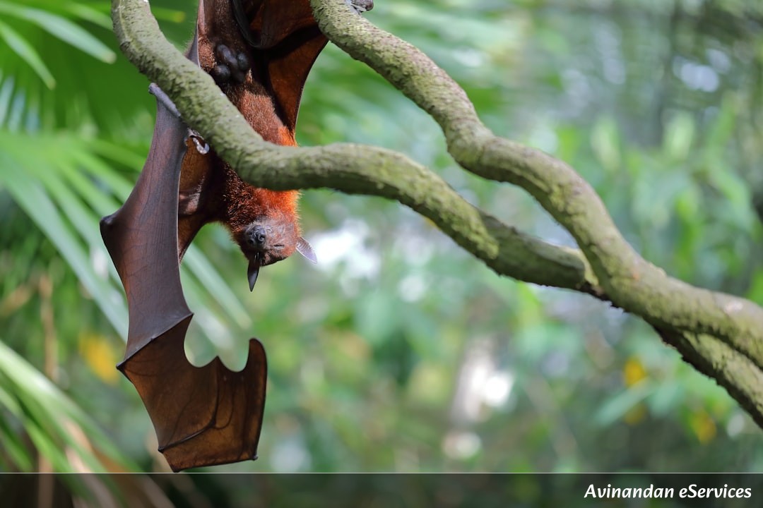 How Can a Moth Jam a Bat's Sonar?: A Science Chat with Samir and Ananya