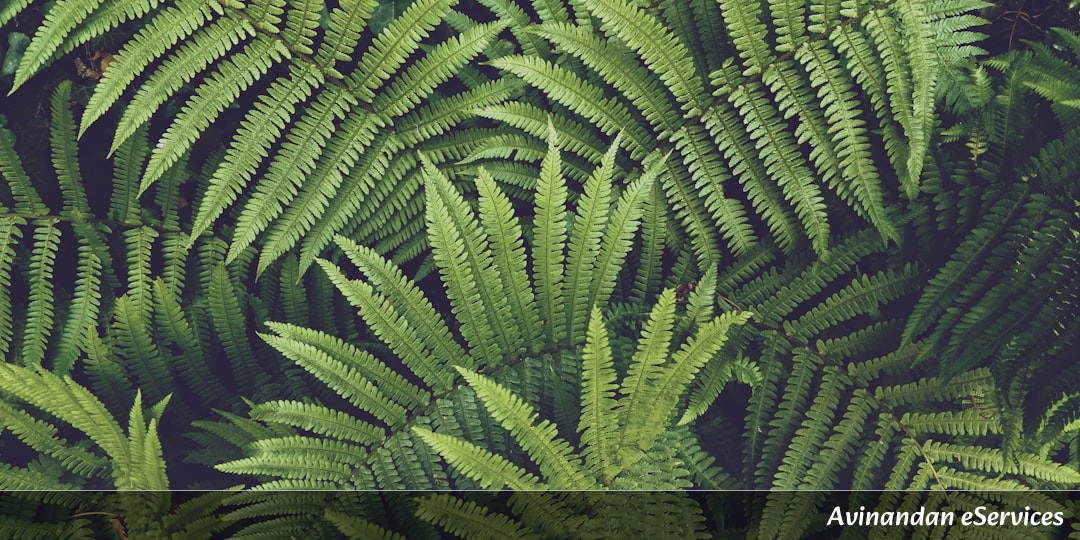 NCERT Explained: Class VII Geography, Chapter 6 - Natural Vegetation and Wildlife: Exploring Earth's Green Blankets