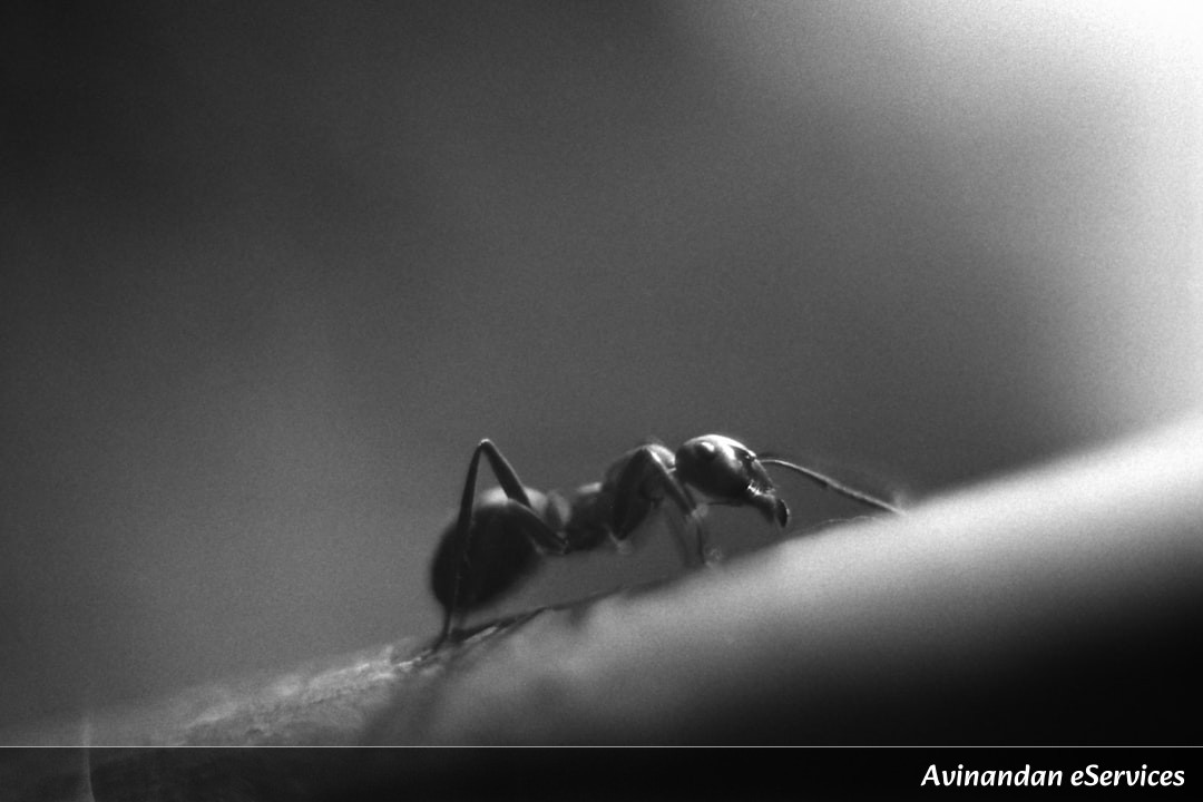 How Can a Tiny Insect Have Real Gears in Its Legs?: A Science Chat with Samir and Priya