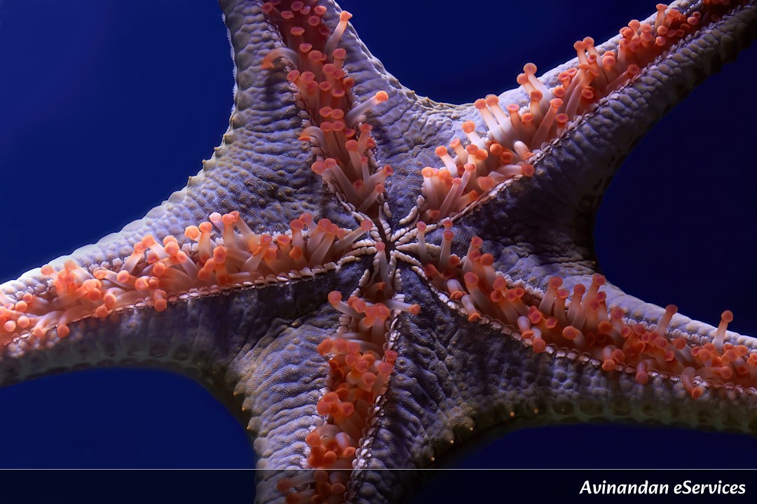 How Can a Starfish See with the Tips of its Arms?: Aarav and Priya Dive Into the Deep!