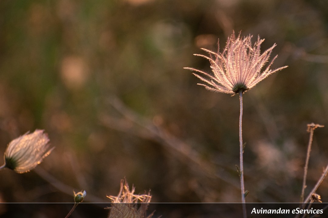 How Can a Plant 'Come Back to Life' After Years of Being Dead?: A Science Chat with Samir and Mira