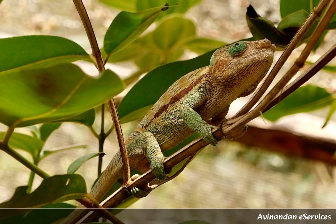 How Can a Lizard Shoot Blood From Its Eyes?: Vikram and Priya Uncover a Wild Defense!