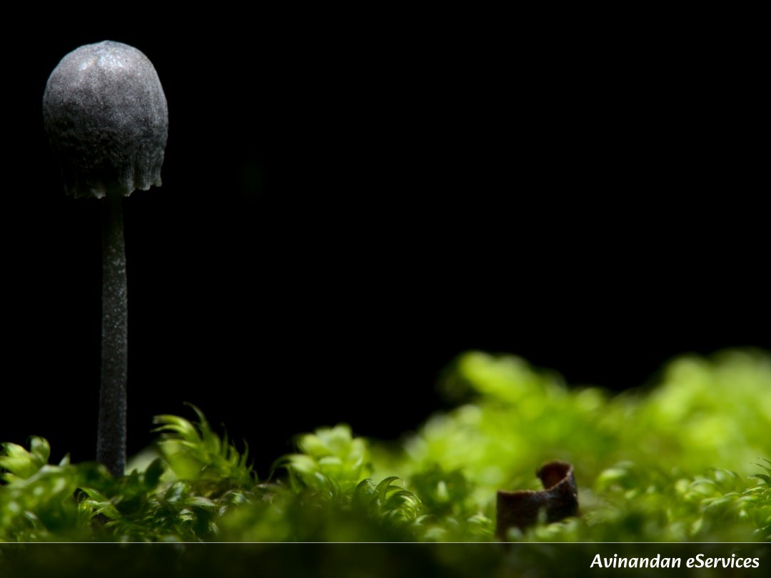 How Can a Mushroom Create Its Own Wind?: A Science Chat with Aarav and Isha