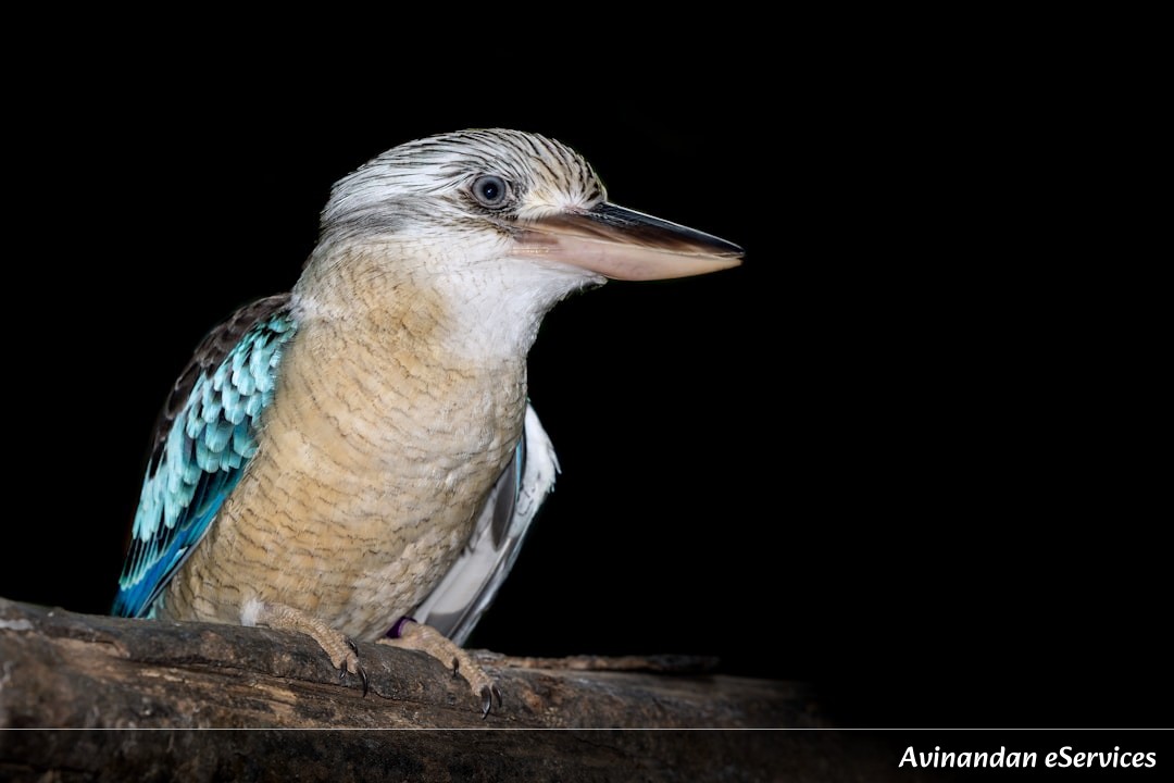 How Can a Bird Live by Eating Bones?: Arjun and Zara Explore a Wild Mystery
