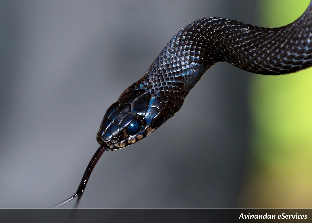How Can a Snake 'Fly' Through the Air?: Vikram and Saanvi Discover Gliding Reptiles