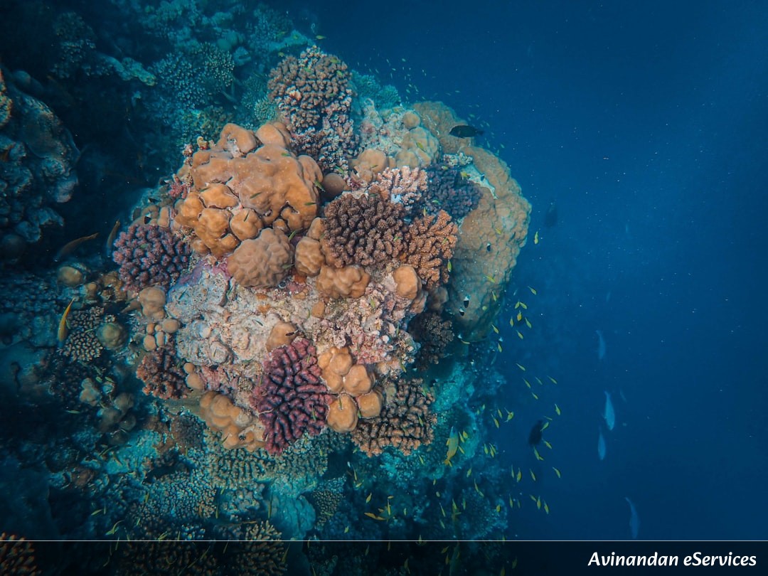 How Can a Deep-Sea Sponge Create Its Own Fiber Optic Cables?: A Science Chat with Samir and Ananya