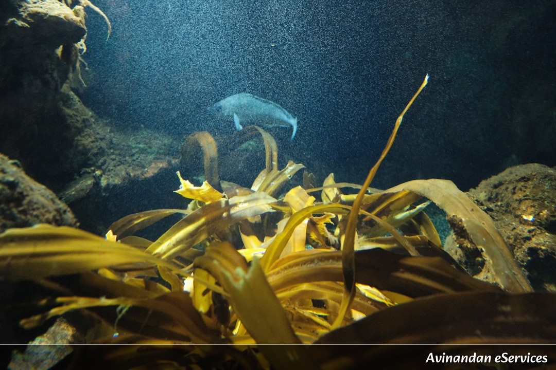 How Can an Axolotl Regrow Its Entire Heart and Brain?: Aarav and Priya Dive Deep!