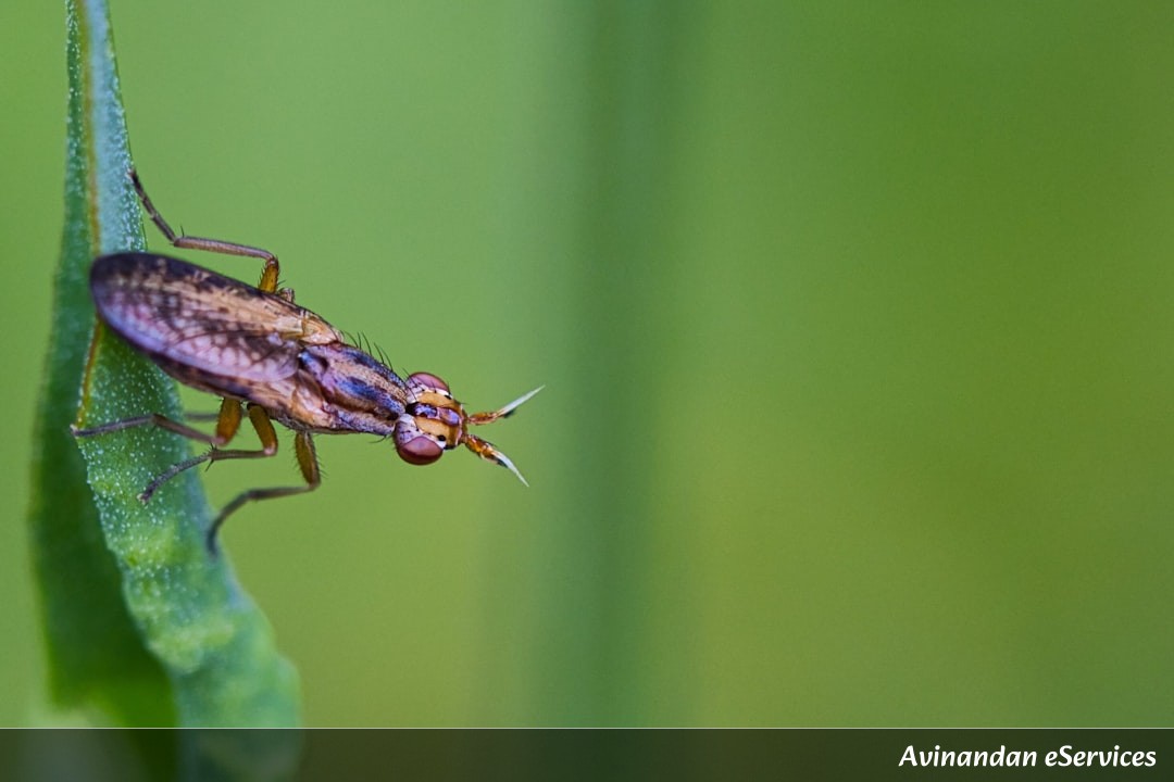 How Can a Beetle Survive Being Eaten by a Frog?: A Science Chat with Rohan and Isha
