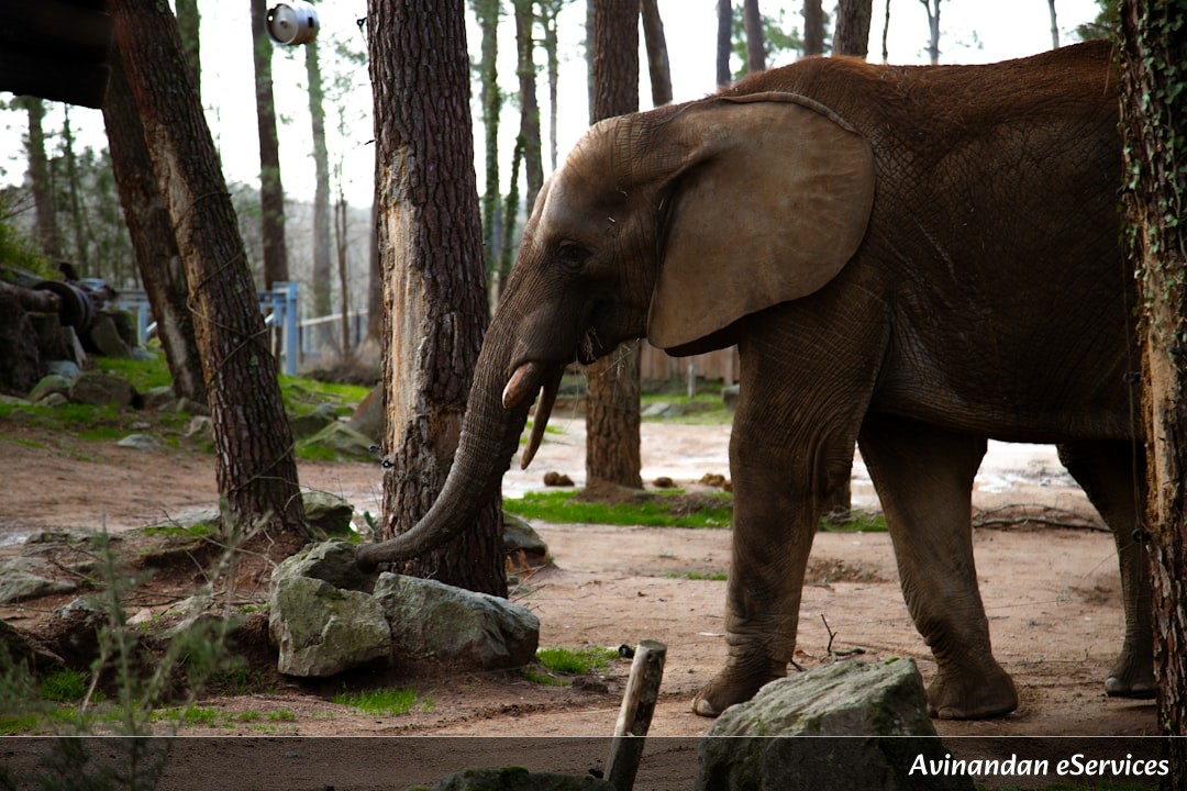How Can an Elephant Hear with Its Feet?: Saanvi and Kabir Uncover the Earth's Secrets