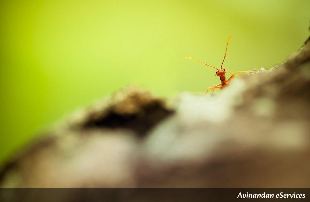 How Can a Bird Use Ants as Shampoo?: Vikram and Priya Find Out!