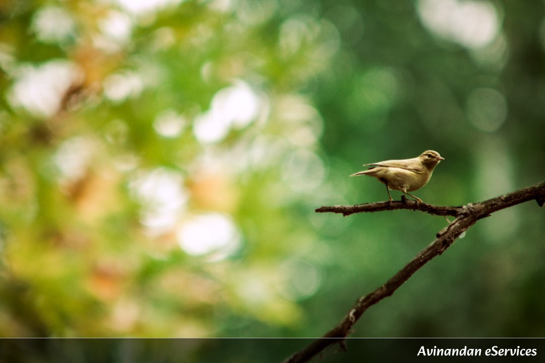 How Can a Bird Mimic Any Sound It Hears?: A Science Chat with Kabir and Saanvi