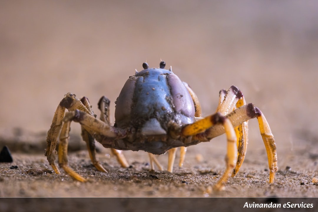 How Can a Crab Have Blue Blood That Saves Lives?: Arjun and Priya’s Discovery!