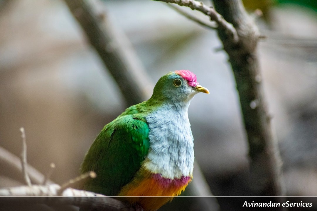How Can a Bird See Colors That Don’t Exist for Humans?: A Science Chat with Rohan and Ananya