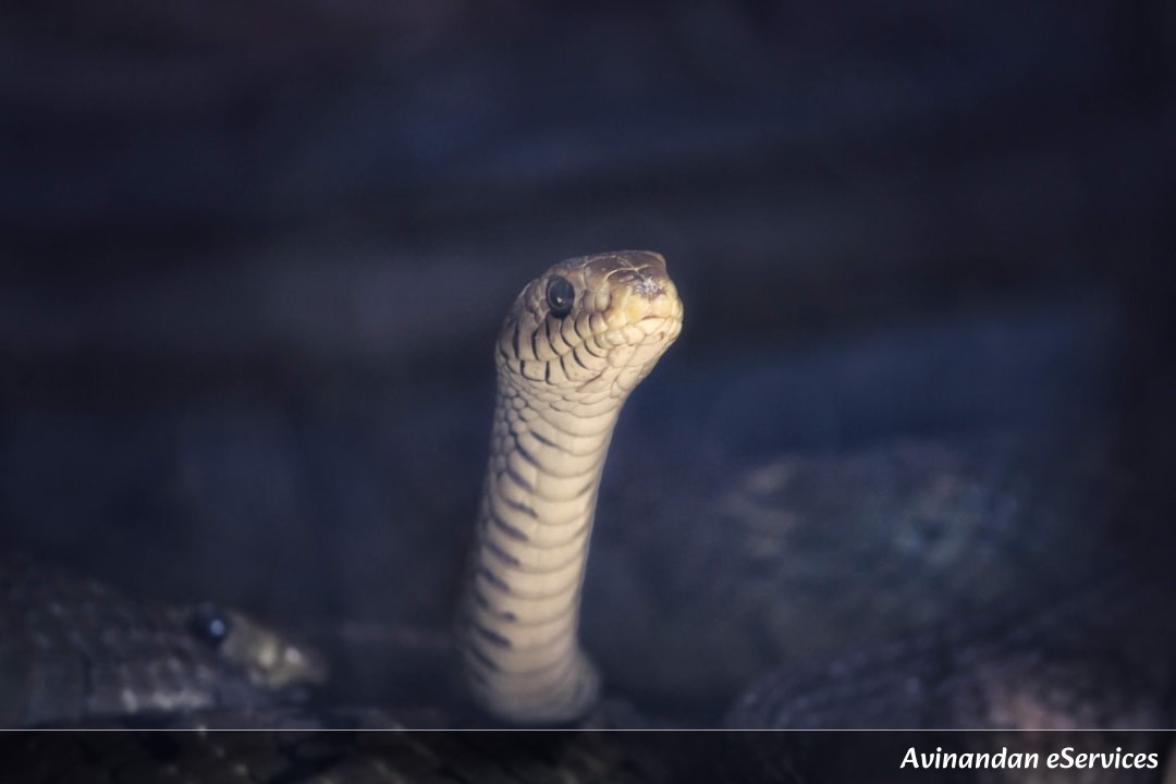 How Can a Worm Use a 'Bioluminescent Flashlight' to Scare Off Predators?: A Science Chat with Rohan and Priya