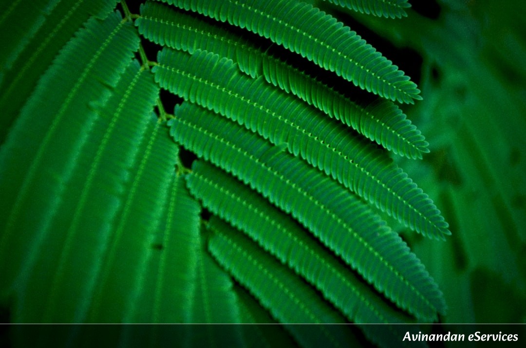 Why Can Some Plants 'Move' Like They Have Muscles?: A Science Chat with Rohan and Ananya