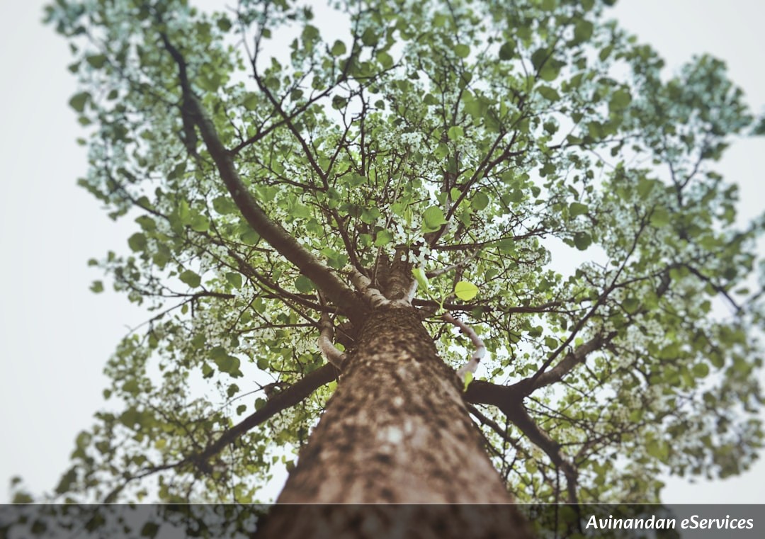 How Can a Tree Have Its Own Built-in 'Rainmaker'?: Vikram and Priya Explore the Science of Cloud Forests