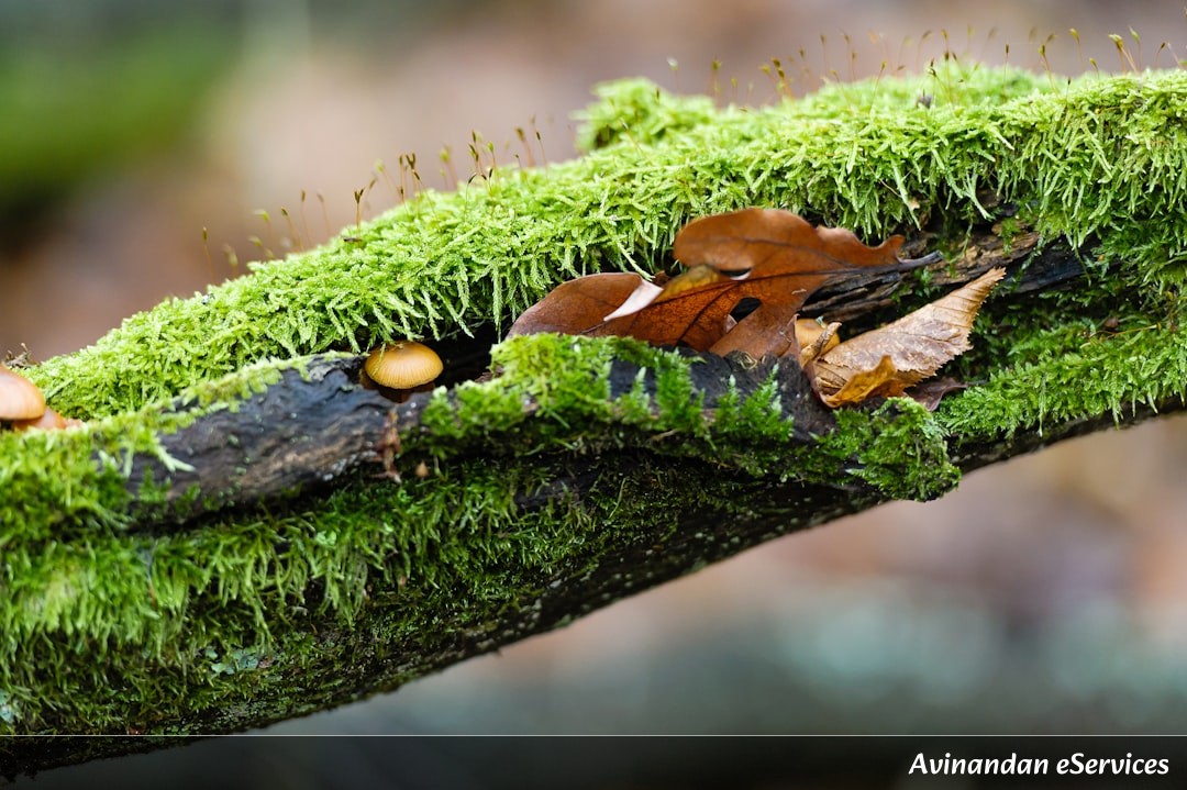 NCERT বিস্তারিত ব্যাখ্যা: ষষ্ঠ শ্রেণি বিজ্ঞান, অধ্যায় ৯ – সজীব ও তাদের পরিবেশ: অভিযোজন ও আবাসস্থল
