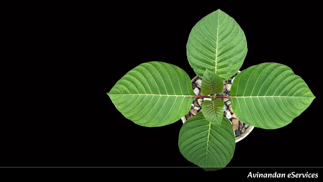 Can Plants Actually Remember the Past?: A Science Chat with Arjun and Ananya
